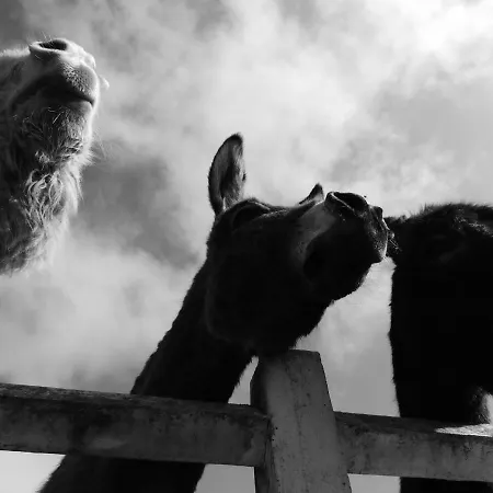 Le Clos Masure Doudeville